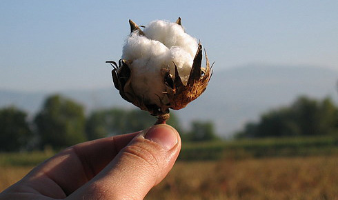 Хлопок. Что такое органический хлопок (Organic cotton)?