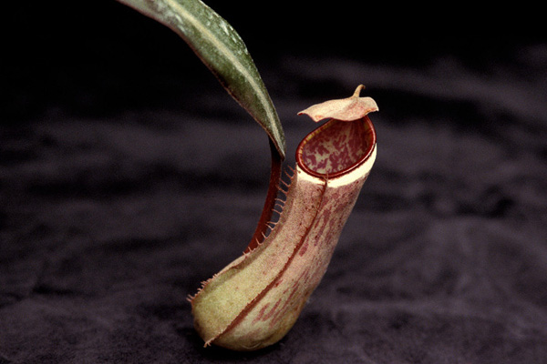 Nepenthes Albomarginata