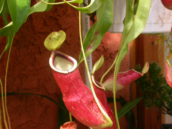 Nepenthes Coccinea